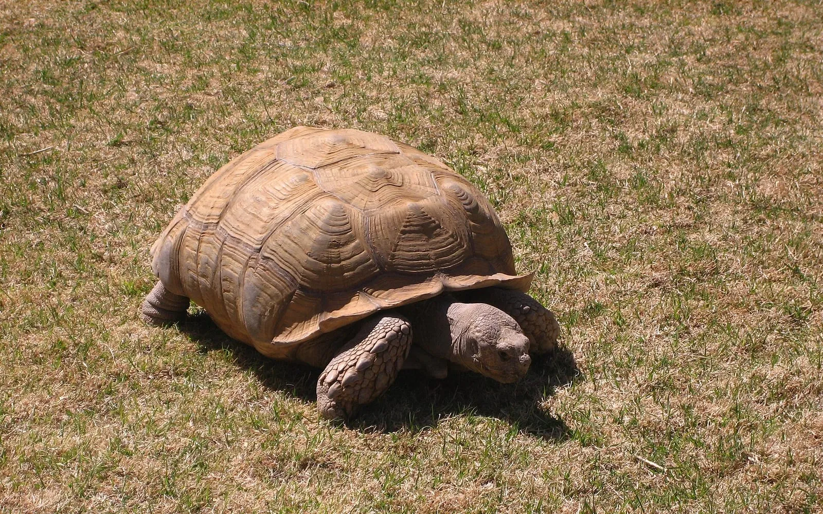 A tortoise at the Amarillo Zoo