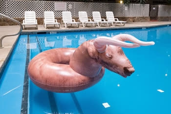 The longhorn pool float
